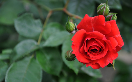497959 (a): :2560x1600